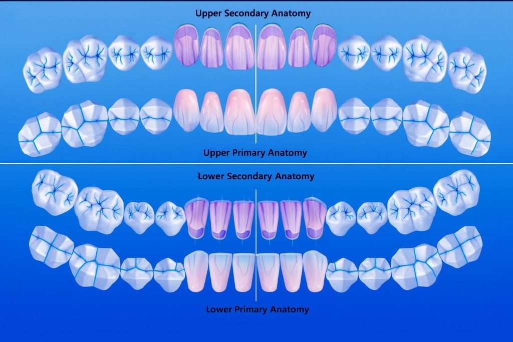 Dentistry Guide