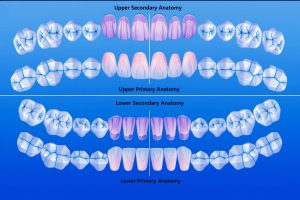 Dentistry Guide
