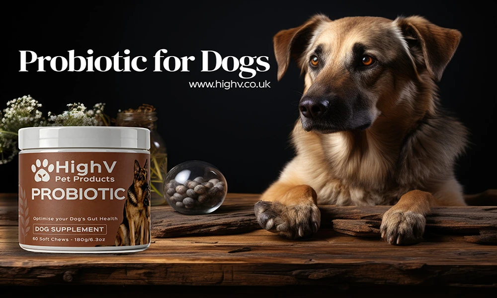Constipation in Dogs: The Problem Nobody Talks About